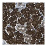 Merck Anti-SLC31A2 antibody produced in rabbit