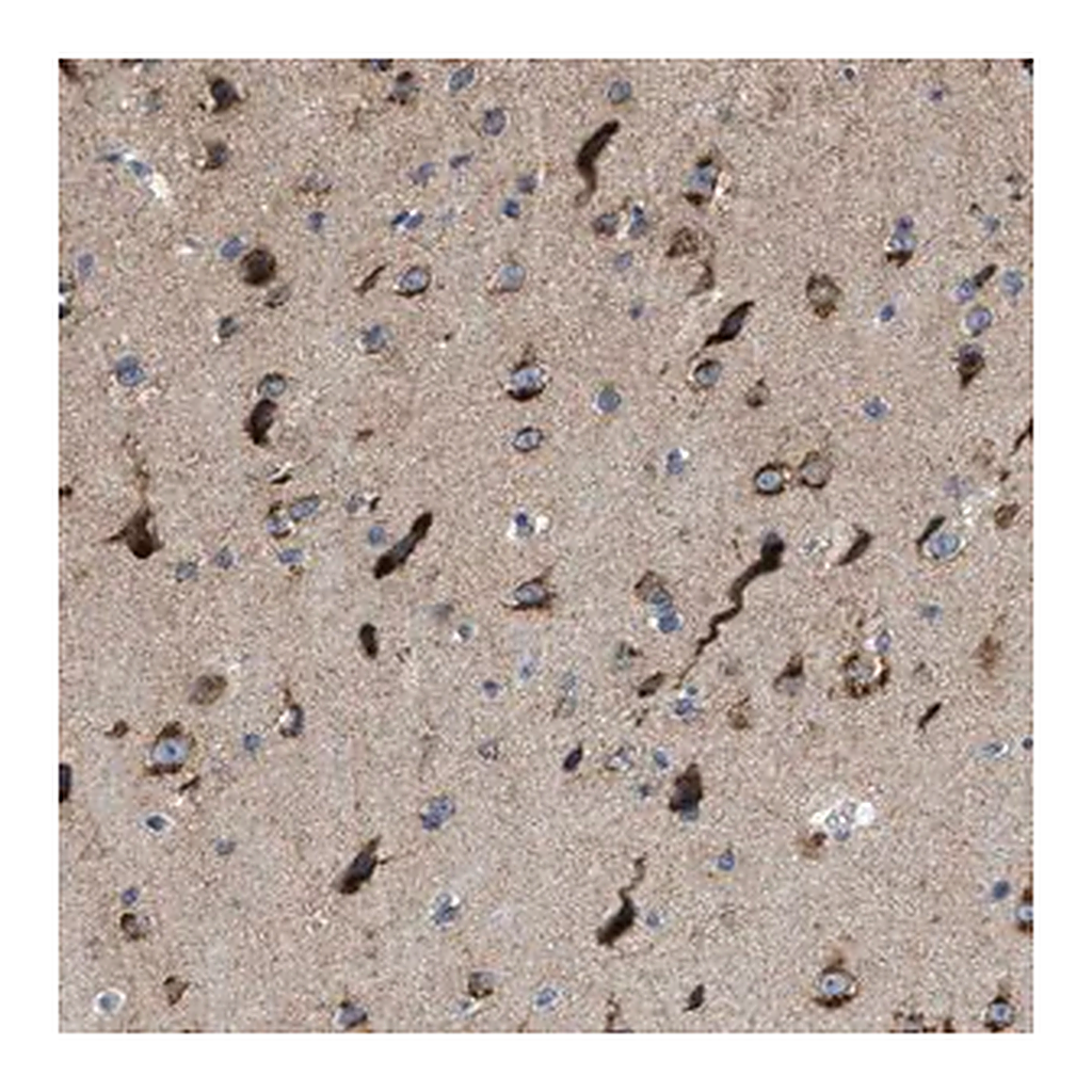 Merck Anti-PTDSS1 antibody produced in rabbit