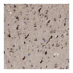 Merck Anti-PTDSS1 antibody produced in rabbit