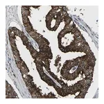 Merck Anti-SCAMP2 antibody produced in rabbit