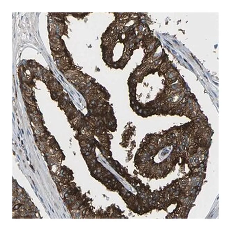 Merck Anti-SCAMP2 antibody produced in rabbit