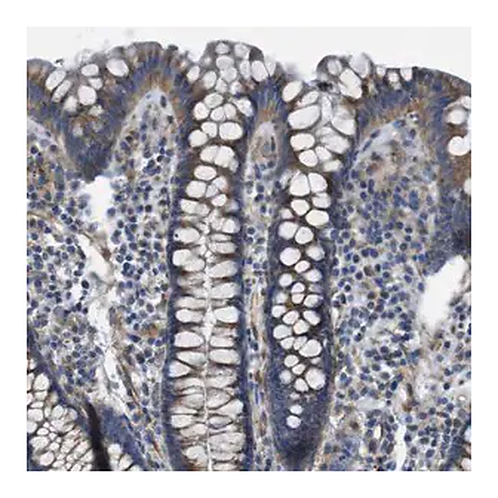 Merck Anti-SLC6A9 antibody produced in rabbit