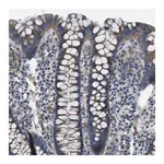 Merck Anti-SLC6A9 antibody produced in rabbit