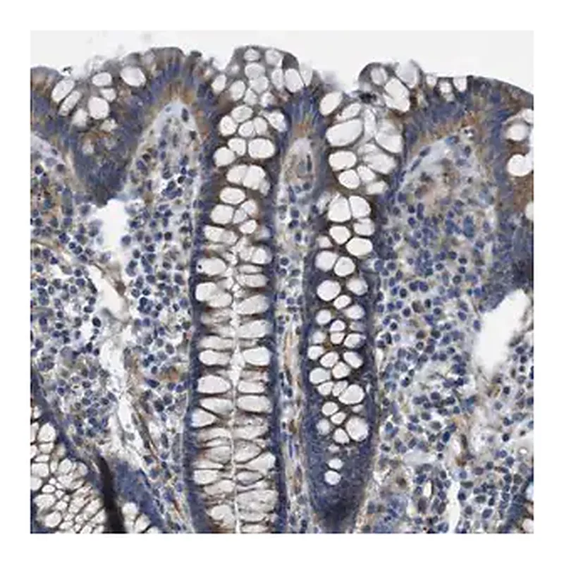 Merck Anti-SLC6A9 antibody produced in rabbit
