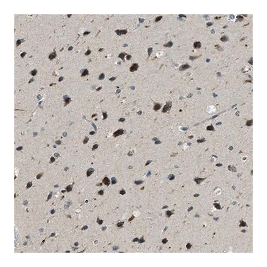 Merck Anti-IPO7 antibody produced in rabbit