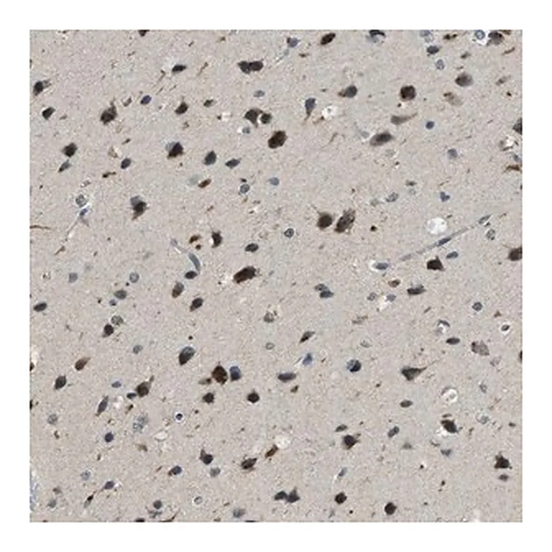 Merck Anti-IPO7 antibody produced in rabbit