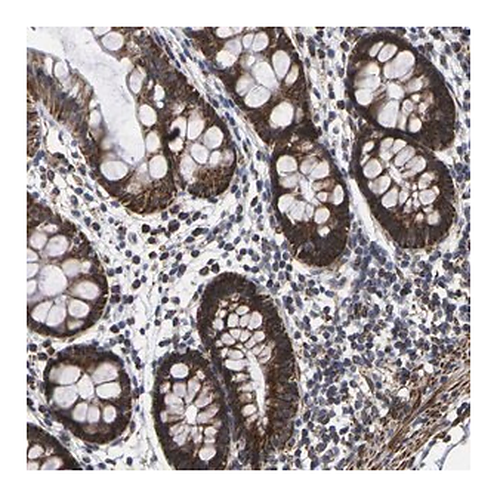 Merck Anti-P2RY11 antibody produced in rabbit