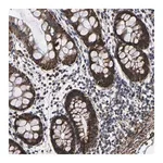 Merck Anti-P2RY11 antibody produced in rabbit