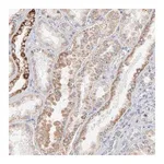 Merck Anti-MRPL58 antibody produced in rabbit