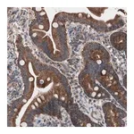 Merck Anti-CTTNBP2NL antibody produced in rabbit