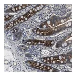 Merck Anti-ABHD15 antibody produced in rabbit