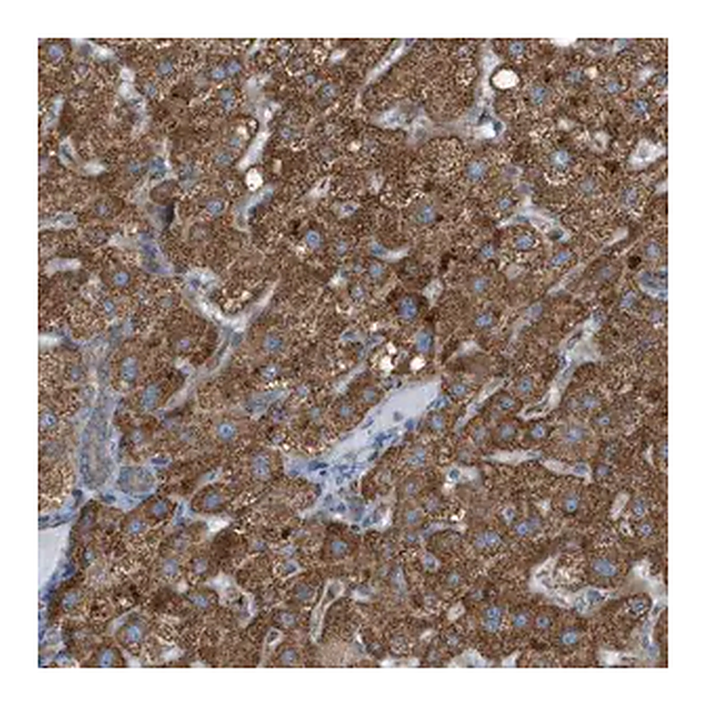 Merck Anti-C1GALT1C1 antibody produced in rabbit