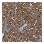 Merck Anti-C1GALT1C1 antibody produced in rabbit