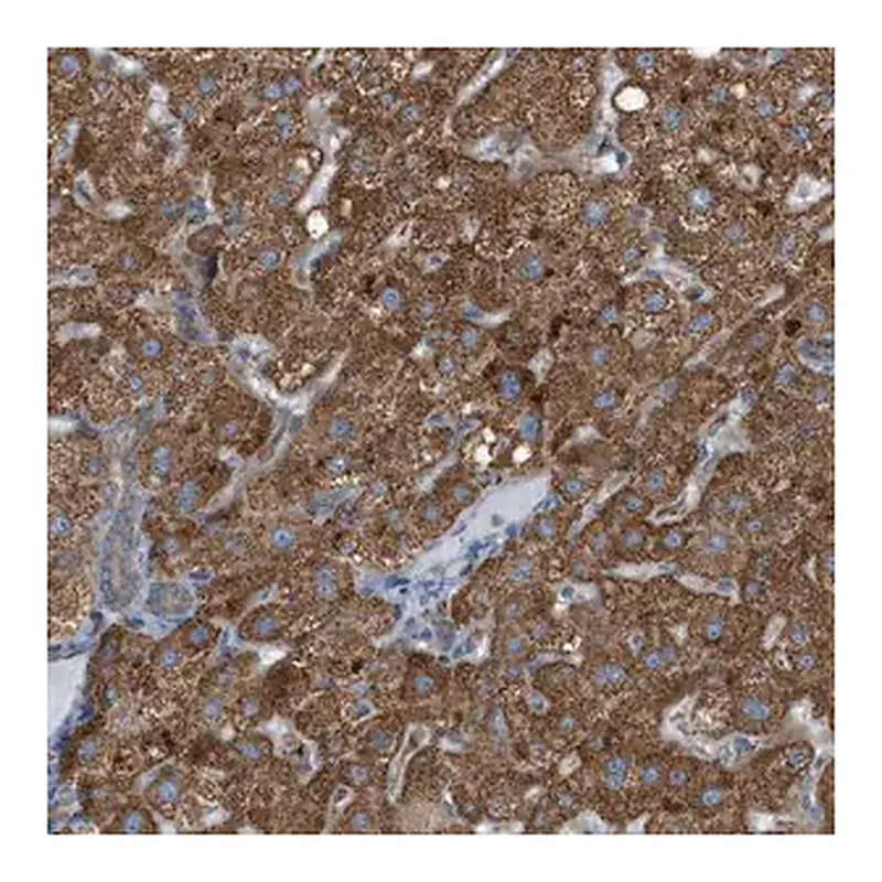 Merck Anti-C1GALT1C1 antibody produced in rabbit