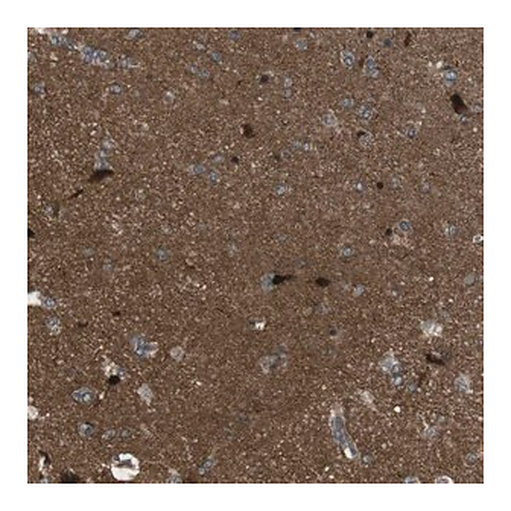 Merck Anti-TIAM2 antibody produced in rabbit