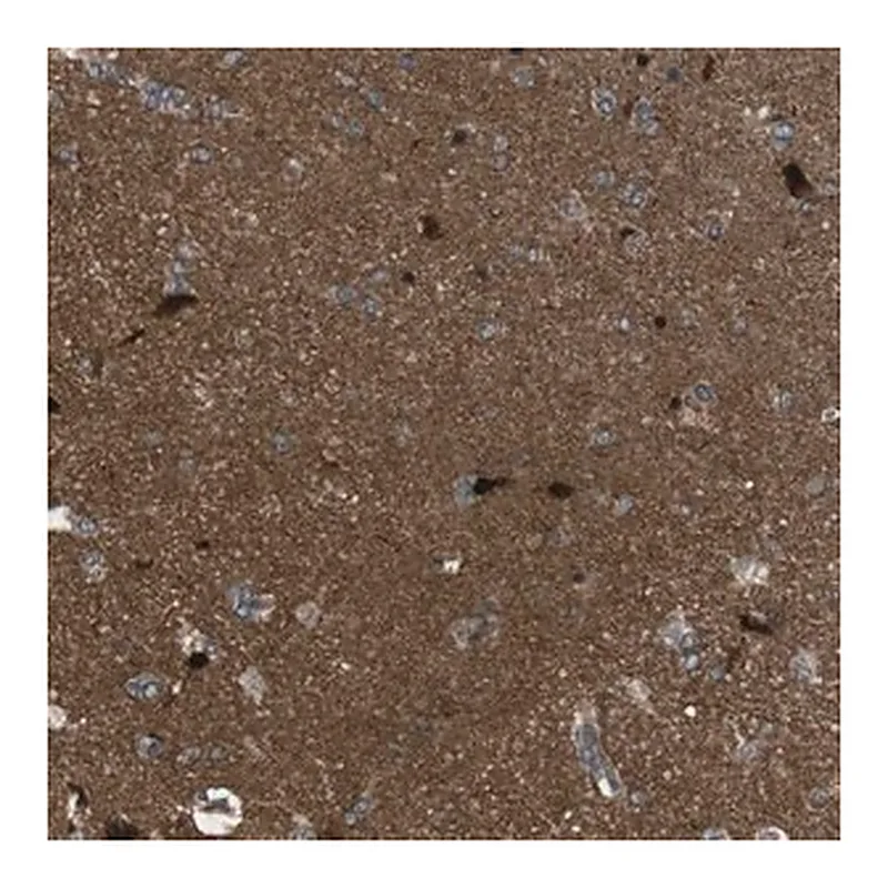Merck Anti-TIAM2 antibody produced in rabbit