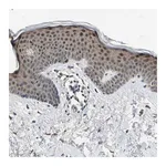 Merck Anti-RPS6KB2 antibody produced in rabbit