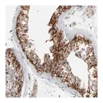 Merck Anti-ITPR3 antibody produced in rabbit