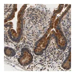Merck Anti-TNIK antibody produced in rabbit