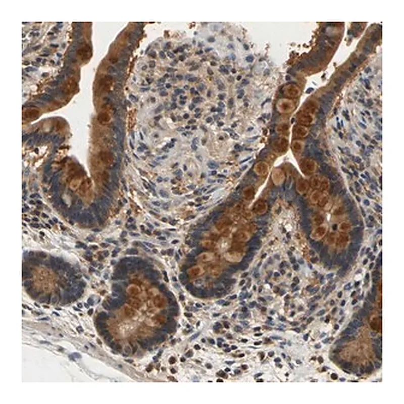Merck Anti-TNIK antibody produced in rabbit