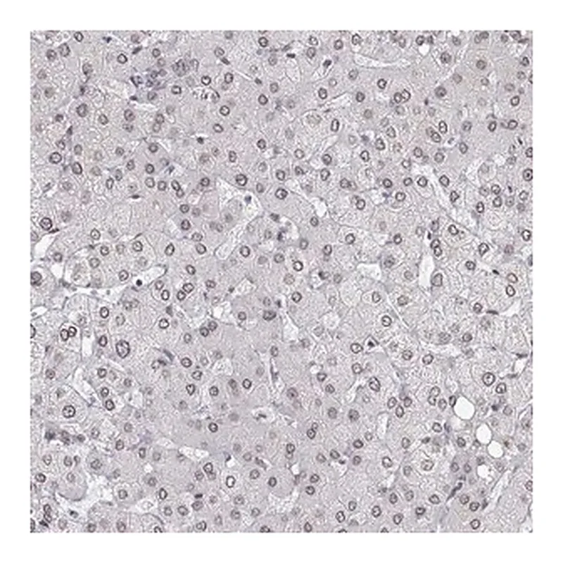 Merck Anti-ZNF532 antibody produced in rabbit