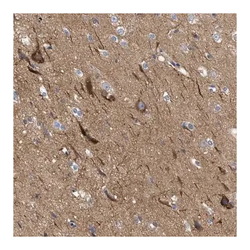 Merck Anti-THRA antibody produced in rabbit