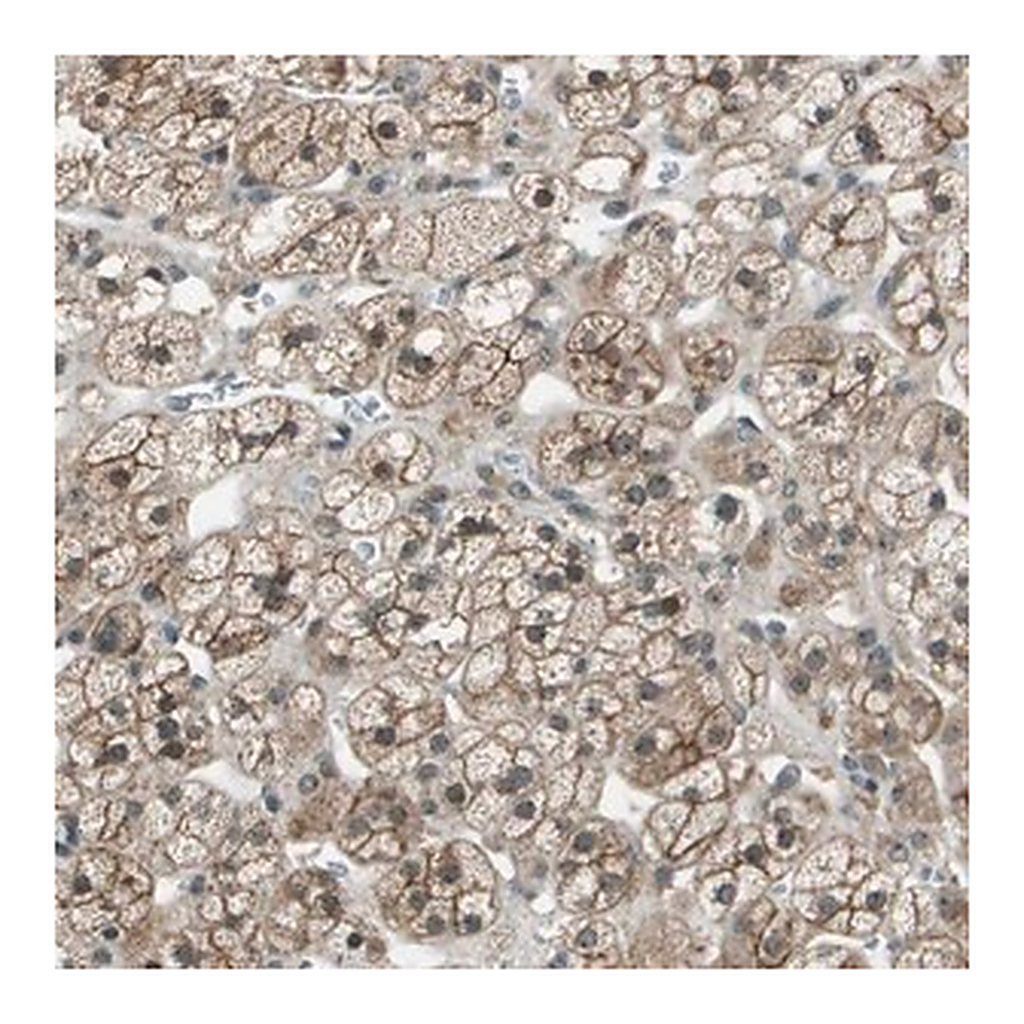Merck Anti-SDC3 antibody produced in rabbit