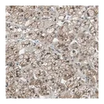 Merck Anti-SDC3 antibody produced in rabbit