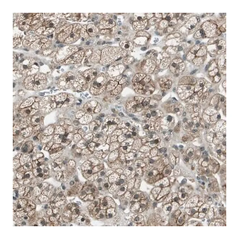 Merck Anti-SDC3 antibody produced in rabbit