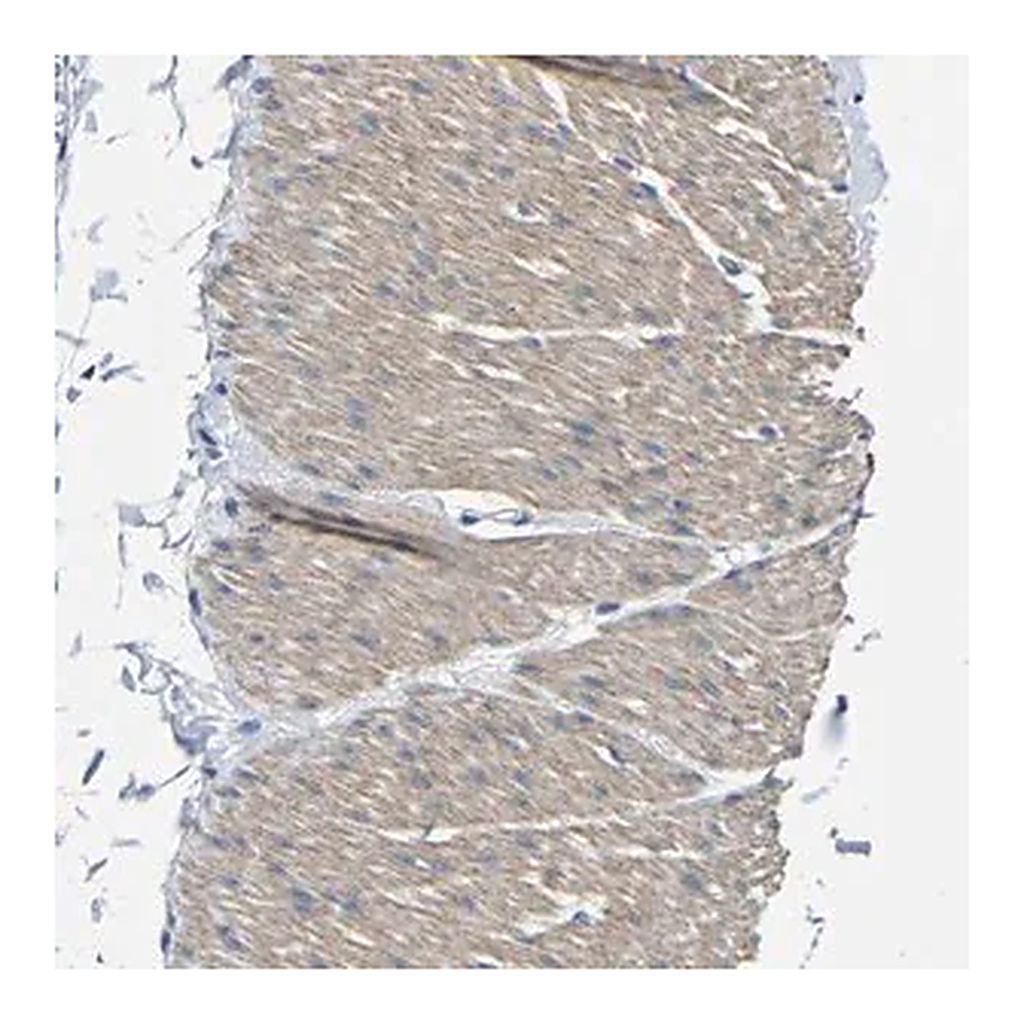 Merck Anti-TNFAIP1 antibody produced in rabbit