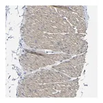 Merck Anti-TNFAIP1 antibody produced in rabbit