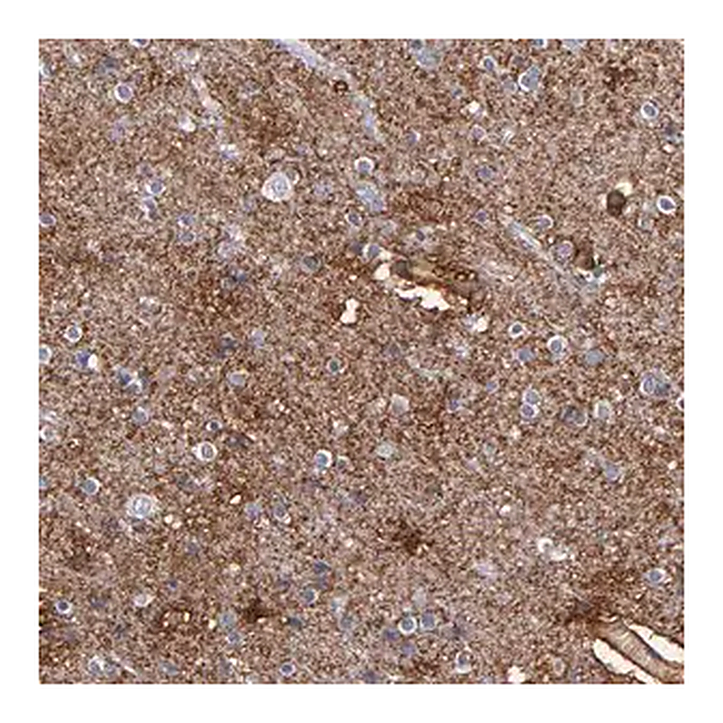 Merck Anti-PLSCR4 antibody produced in rabbit