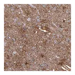 Merck Anti-PLSCR4 antibody produced in rabbit