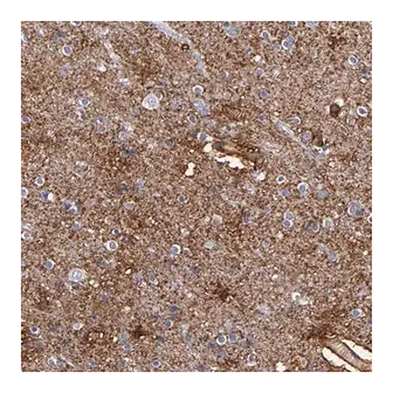 Merck Anti-PLSCR4 antibody produced in rabbit