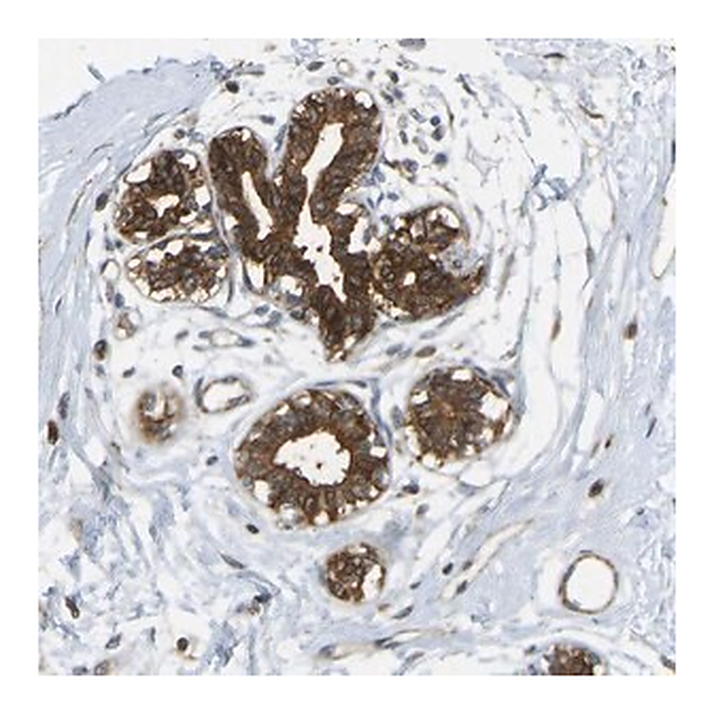 Merck Anti-KIAA1671 antibody produced in rabbit