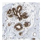 Merck Anti-KIAA1671 antibody produced in rabbit