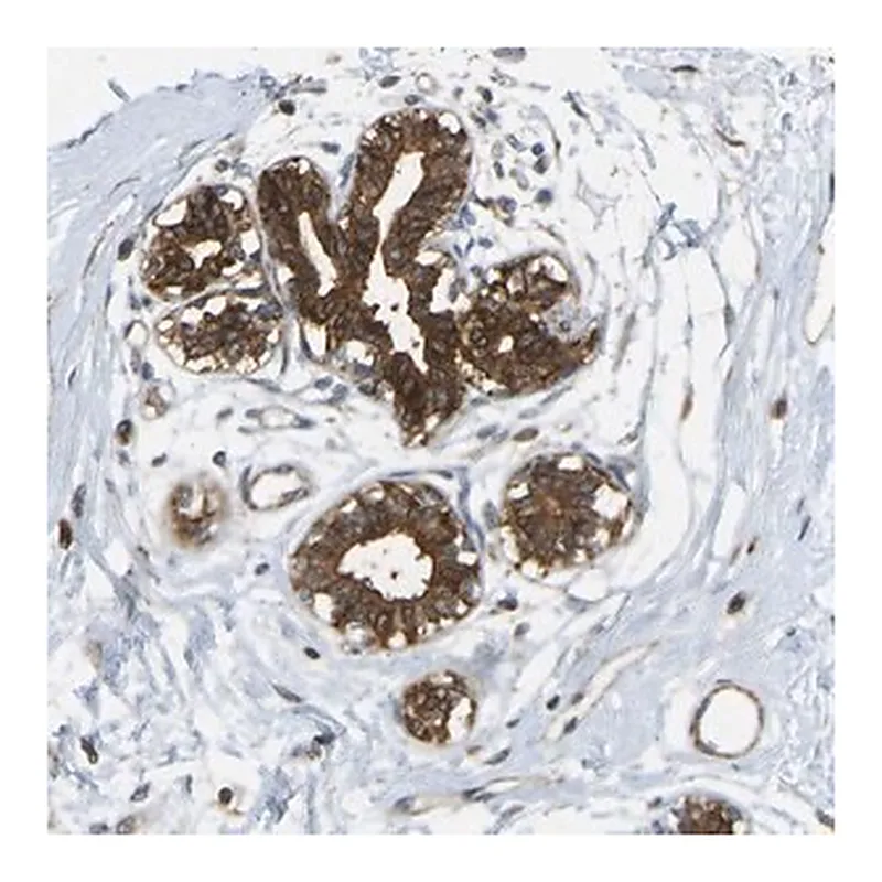 Merck Anti-KIAA1671 antibody produced in rabbit
