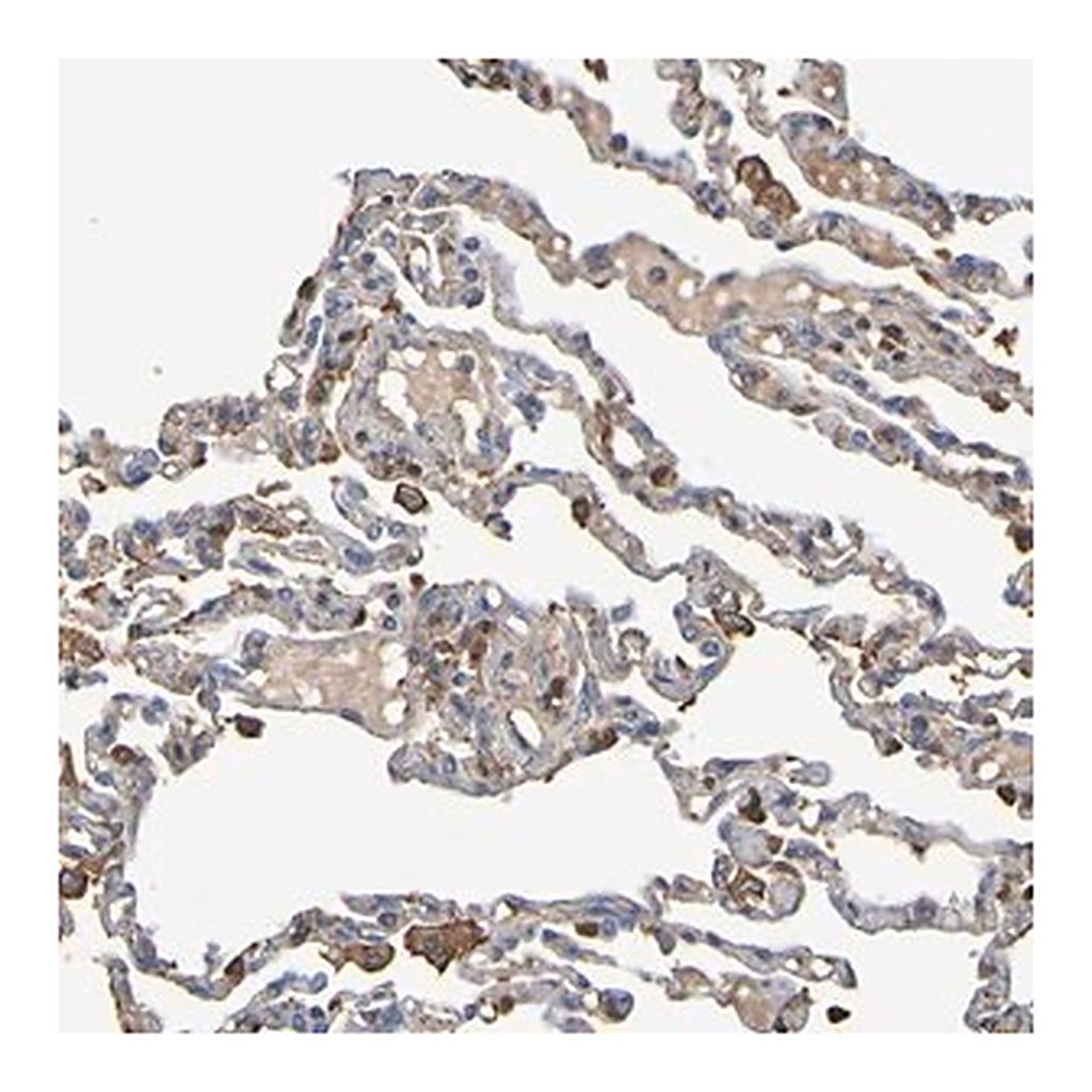Merck Anti-GAB3 antibody produced in rabbit