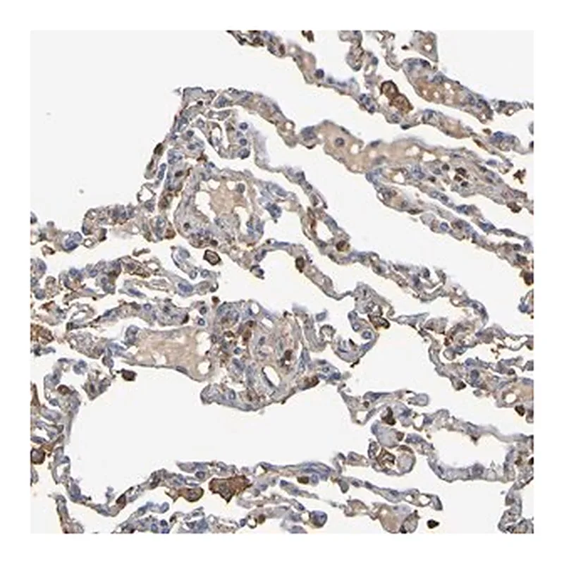 Merck Anti-GAB3 antibody produced in rabbit