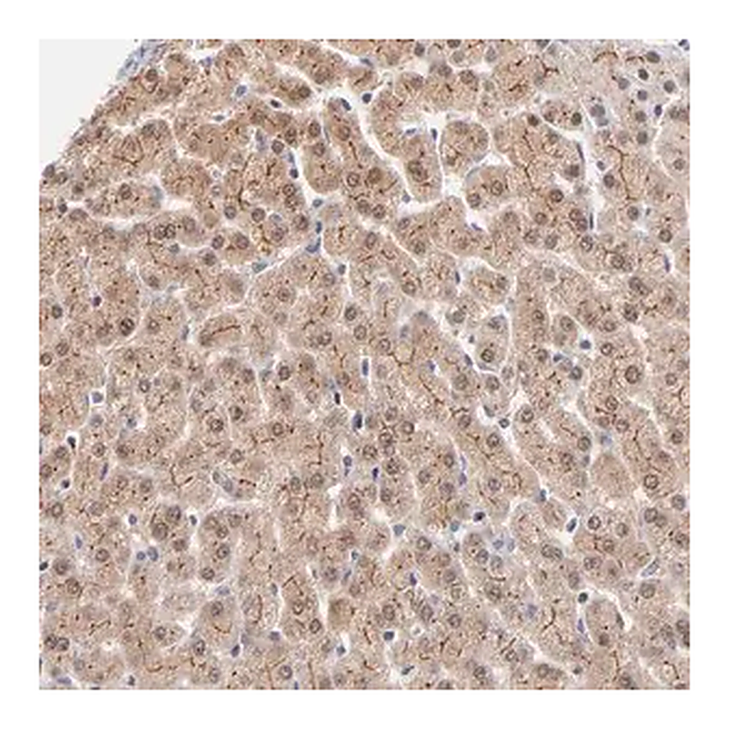 Merck Anti-WSB1 antibody produced in rabbit