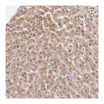 Merck Anti-WSB1 antibody produced in rabbit