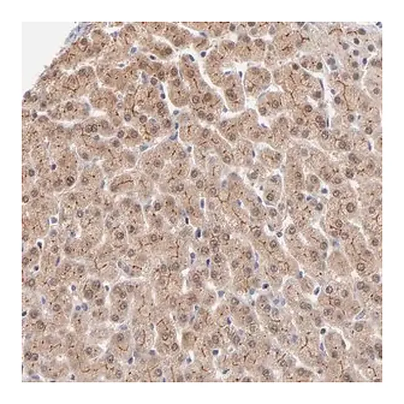 Merck Anti-WSB1 antibody produced in rabbit