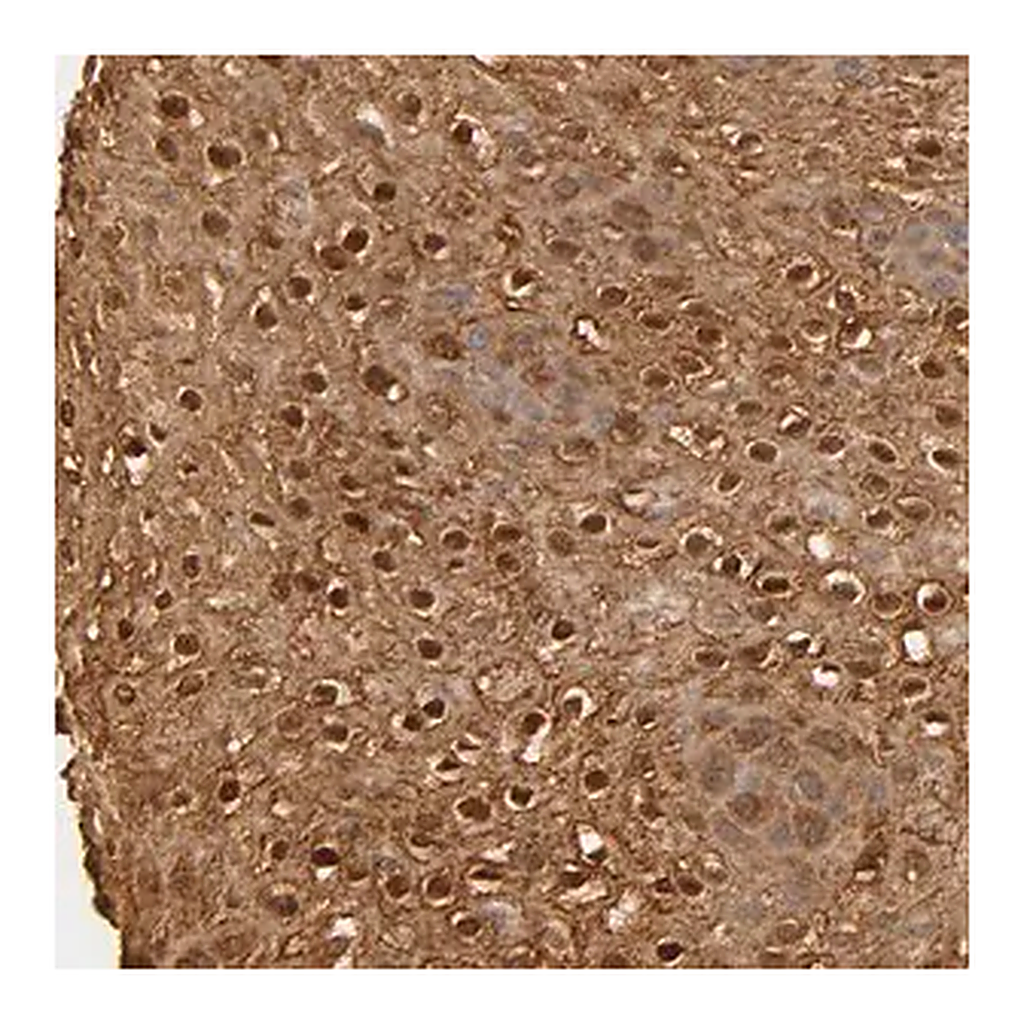Merck Anti-OVOL1 antibody produced in rabbit