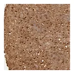 Merck Anti-OVOL1 antibody produced in rabbit