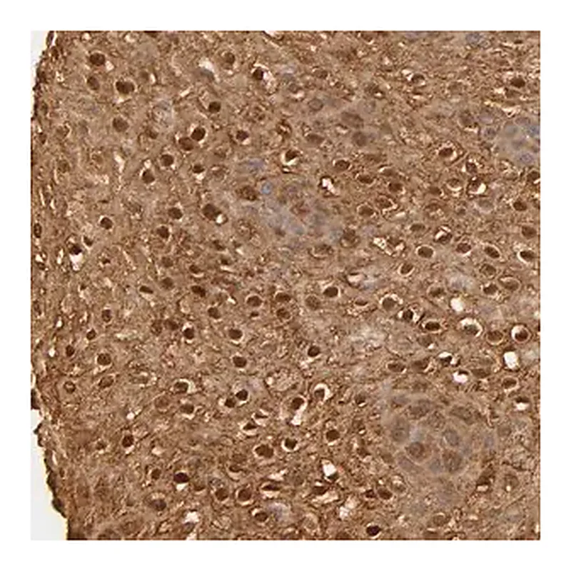 Merck Anti-OVOL1 antibody produced in rabbit
