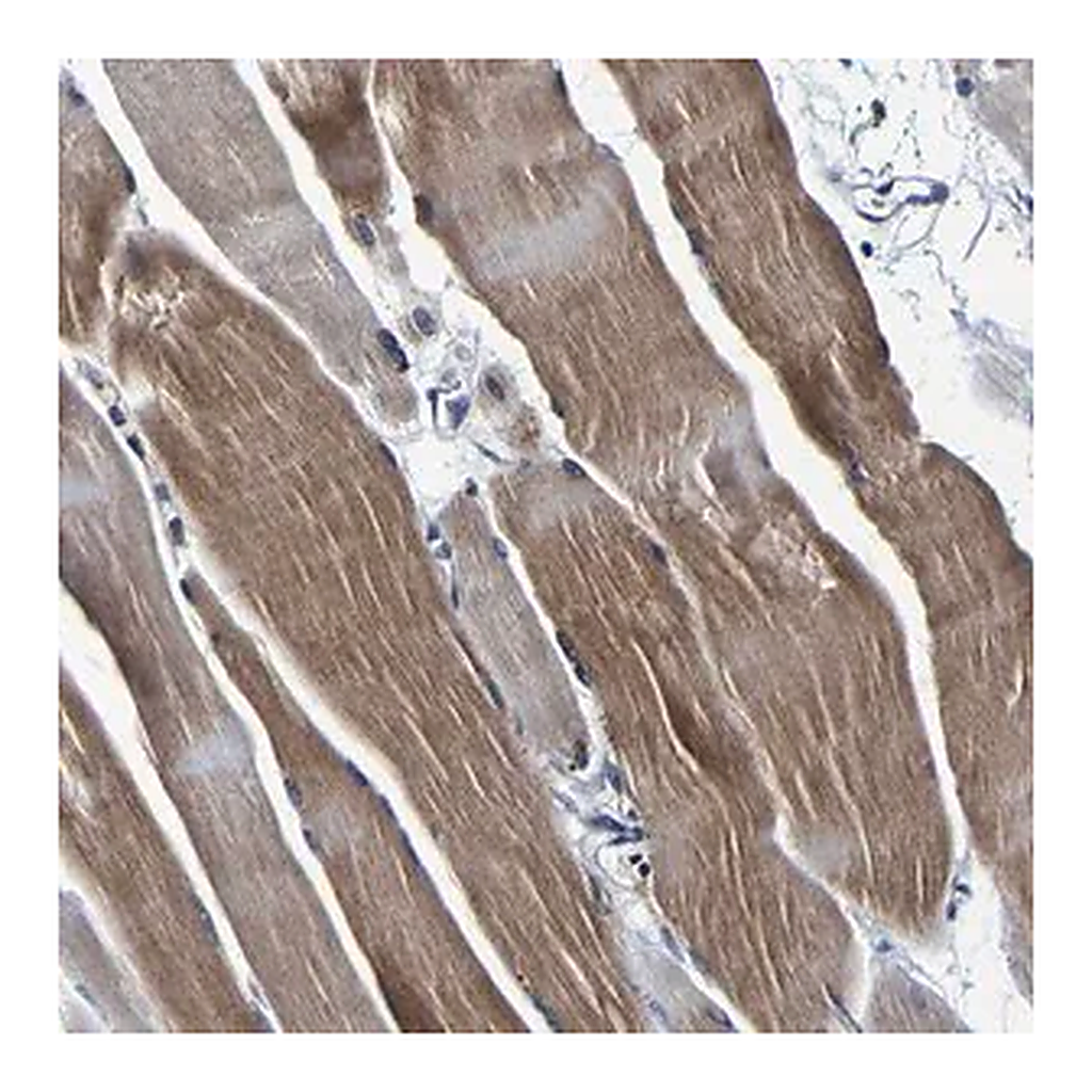 Merck Anti-PANK4 antibody produced in rabbit