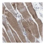 Merck Anti-PANK4 antibody produced in rabbit