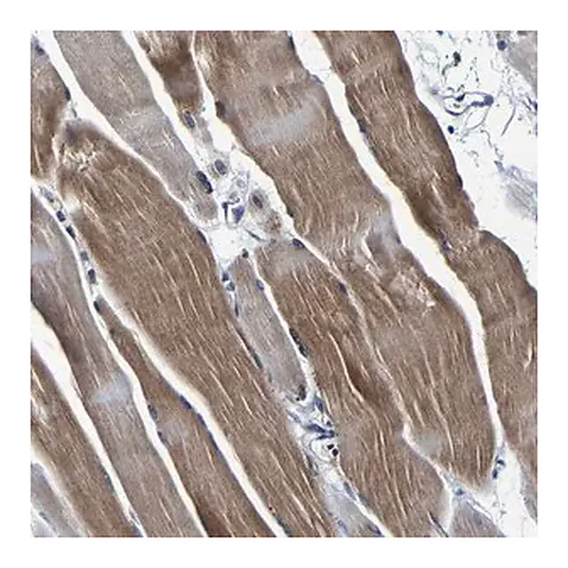 Merck Anti-PANK4 antibody produced in rabbit