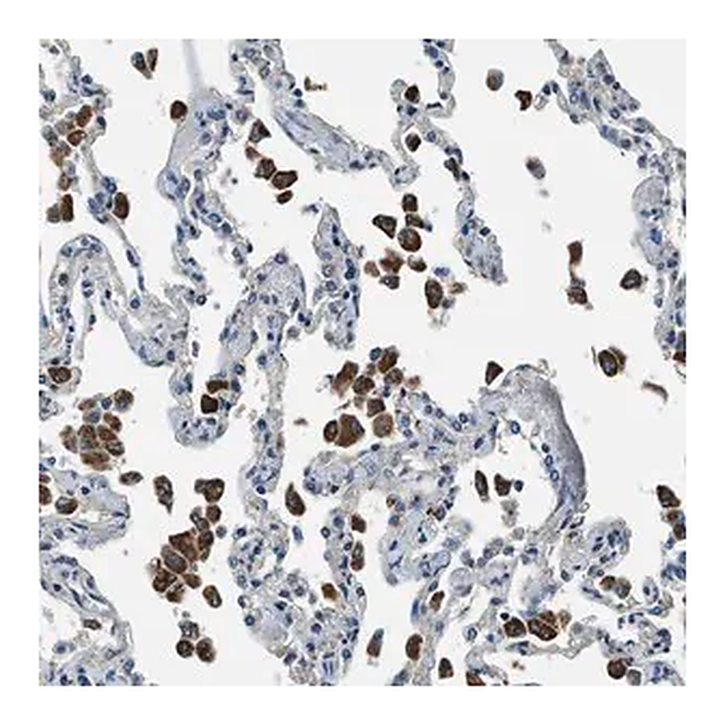 Merck Anti-SLC19A2 antibody produced in rabbit