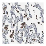 Merck Anti-SLC19A2 antibody produced in rabbit